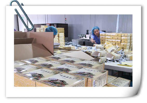 增強免疫力產品片劑代加工山東代工廠德州健之源生物公司，哪里有專業壓片糖果代加工廠家
